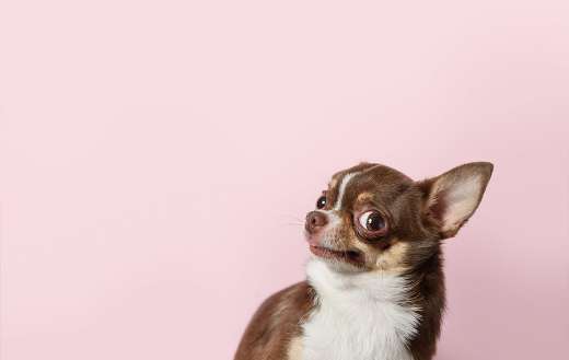 Cute brown mexican chihuahua