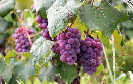 Purple grapes Vila Brasileira Brazil online