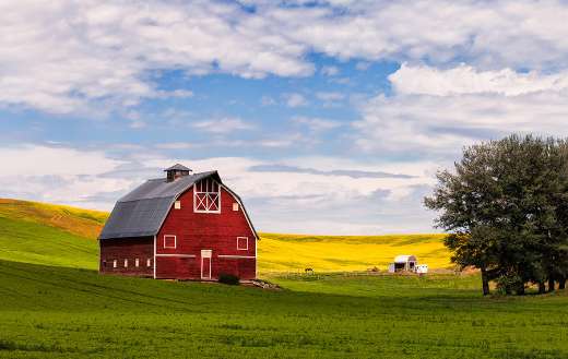 Red barn and canola field Palouse