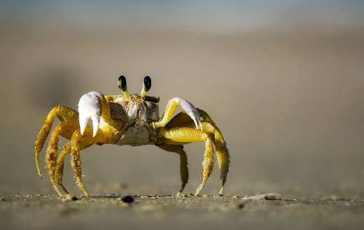 Close up crustacean crawling beach crab
