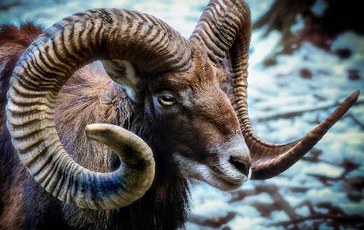 Mouflon sheep head horns