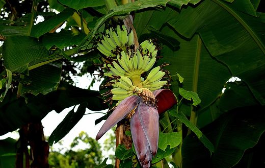 Raw banana fruit plant puzzle