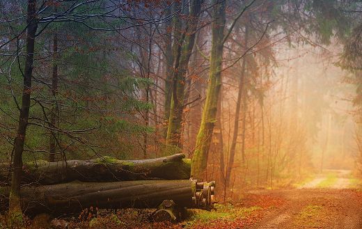 Tree trunks path forest puzzle