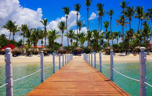 View of palm trees on beach