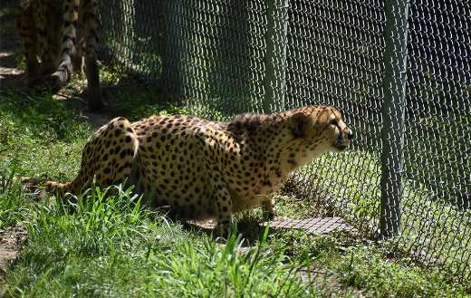 Wild cat cheetah online