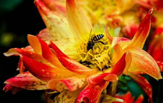 Winter arboretum online