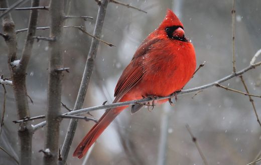 Red cardinal bird on tree branch