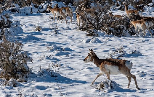 Baby herd deer online