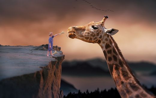 Feeding boy giraffe online