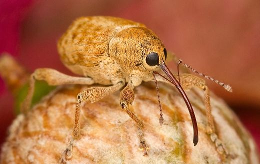 Filbert weevil insect online