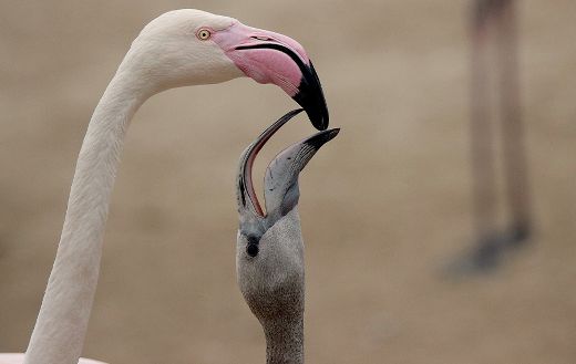 Flamingos birds puzzle.