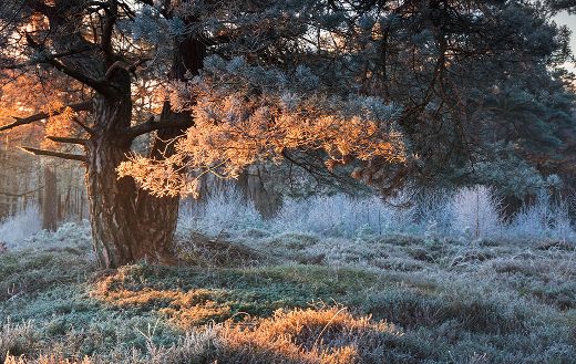 Red light sunlight on frosted pine tree winter