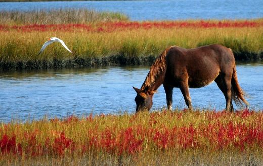 Wild horse grazing online