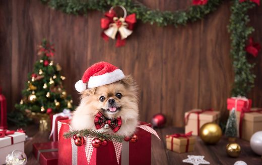 Christmas gift background for dog