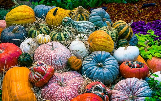 Colorful vegetable pumpkin