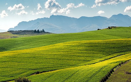 Canola fields online