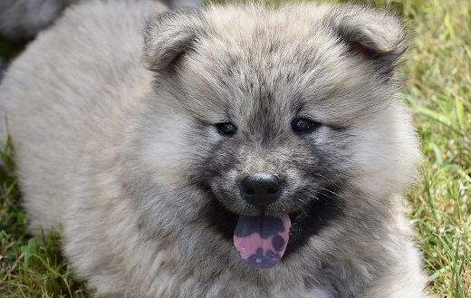 Eurasier puppy puzzle