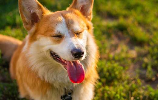 Canine dog tongue out