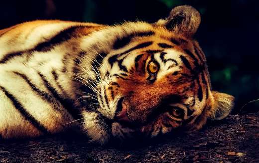 Close up tiger laying