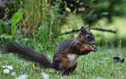 Picking food squirrel