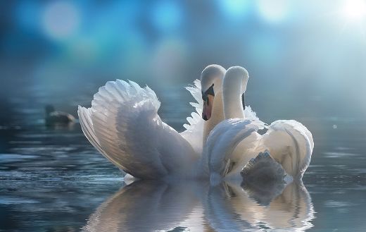 Water birds swan online