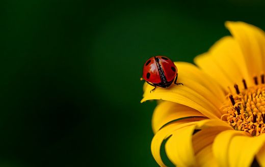 Lady bird red beetle