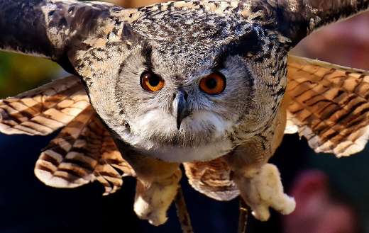 Plumage flying owl puzzle