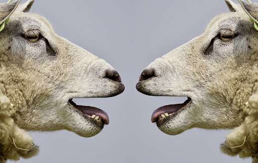 Sheeps bleat communication