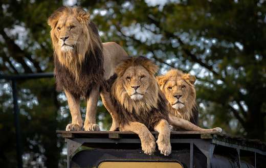 Three lioness online