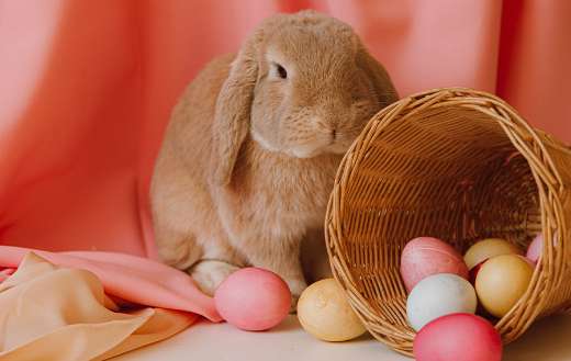 Colorful eggs bunny and basket