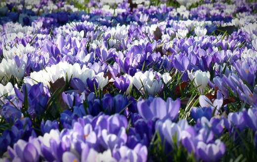 Crocus flowers spring time