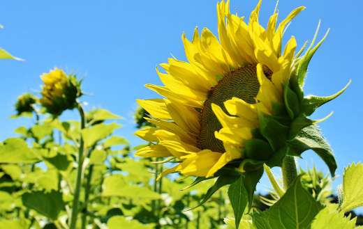 Flowering sunflower online