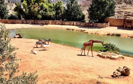 South Africa zoo online