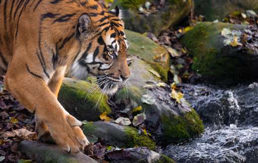 Wildlife predator online