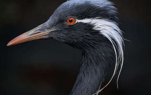 Demoiselle crane online