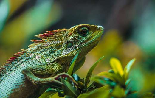Green lizard animal puzzle