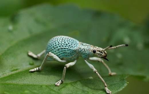 Andre mouton insect bug