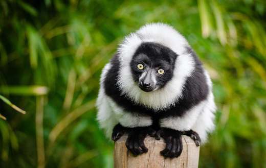 Madagascar species online