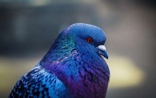 Blue purple pigeon