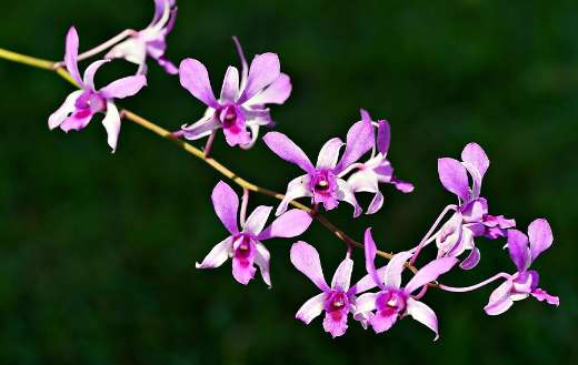 Dendrobium flowers online