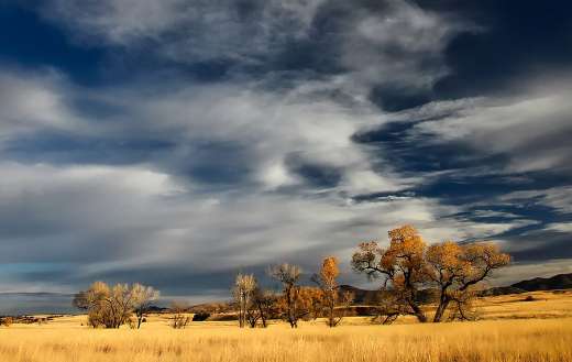 Grassland art online