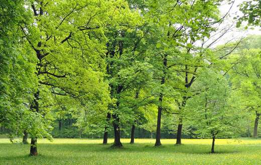 Nature green trees landscape