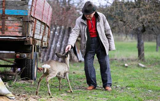 Old man deer animal puzzle
