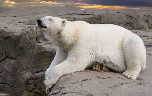 Polar bear waiting online