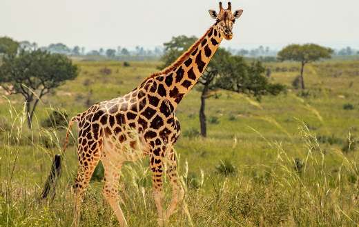 Long neck giraffe safari