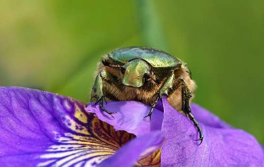 Rose beetle insect