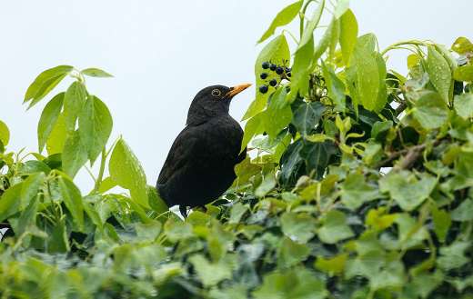 Black birds eating puzzle