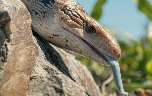 Blue tongue skink lizard