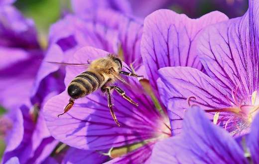 Wild bee insect purple flowers