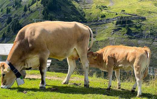 Baby cow trying drink mama cow milk